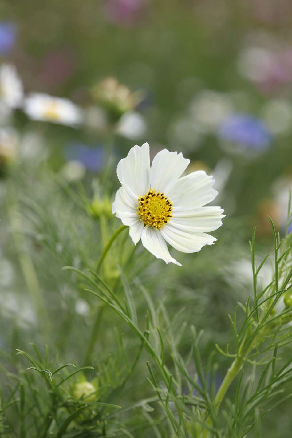 Rosenskära 'Kiiro' (frö)